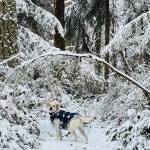 Steve N. Michele Barbou submitted a photo of a dog in some snowy Greenbank woods.
