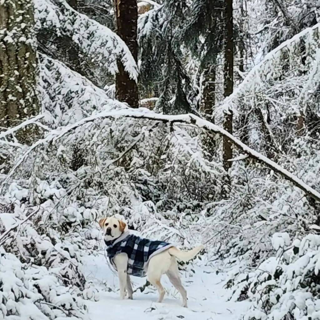 Steve N. Michele Barbou submitted a photo of a dog in some snowy Greenbank woods.