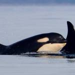 Photo by Cindy Hansen/Orca Network
J37 and J59, southern resident orcas from J pod.