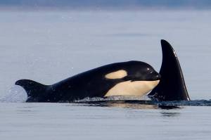 Photo by Cindy Hansen/Orca Network
J37 and J59, southern resident orcas from J pod.