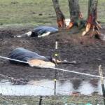 Two horses were found deceased on a North Whidbey property on Christmas Eve. (Photo provided)