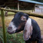 Photo by David Welton
Bubbles the goat peers inquisitively through the fence.