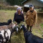 Photo by David Welton
Mary Jane Miller and Jim Hyde feed some alfalfa to their rescue goats.