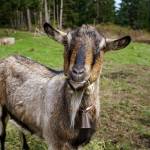 Photo by David Welton
Slim the goat takes an interest in a photographers camera lens.