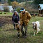 Photo by David Welton
Mary Jane Miller and Jim Hyde lead Slim and Jack up the hill.