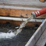 A total of 30,000 juvenile salmon were transported to the Oak Harbor marina Thursday.