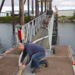 Jessie Howard (left) was one of several volunteers who helped set up tubing to transport the salmon from the truck to the pens.
