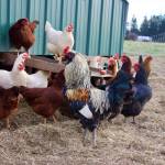 The chickens who live on 1902 Ranch have not been affected by the countrys historic avian flu outbreak. (Photo by Rachel Rosen/Whidbey News-Times)