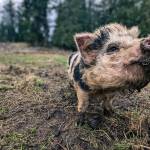 Baby Sunlight is the cutest new addition at Ballydidean Farm Sanctuary. (Photo provided)