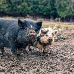 Mama Sunlight and Baby Sunlight were recently rescued, along with Uncle Sunlight. Later this year, they will be ready for adoption. (Photo provided)