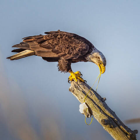 Photo by Jann Ledbetter
Americas Covid Cleanup won first runner up in conservation category of the North American Nature Photography Associations annual photography contest.