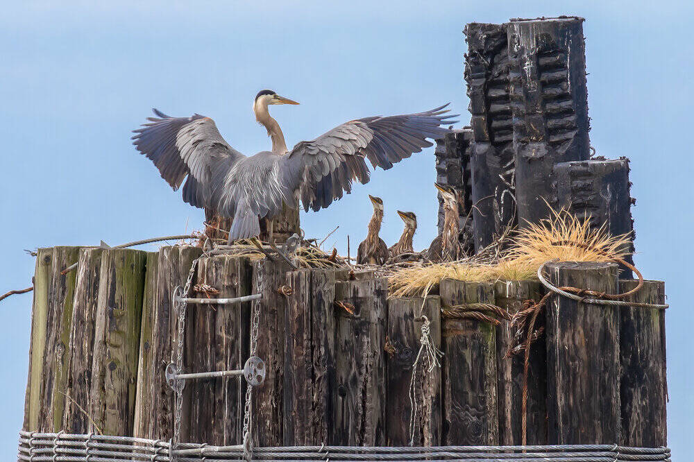 A bird cares for its young.