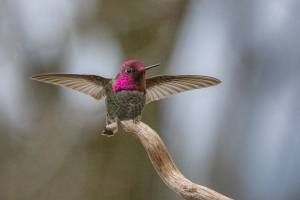 Photo by Jann Ledbetter
A hummingbird alights upon a branch.