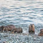 Photo by Jann Ledbetter
A group of otters come ashore.