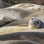 Photo by Jann Ledbetter
A group of seals bask in the sunlight.