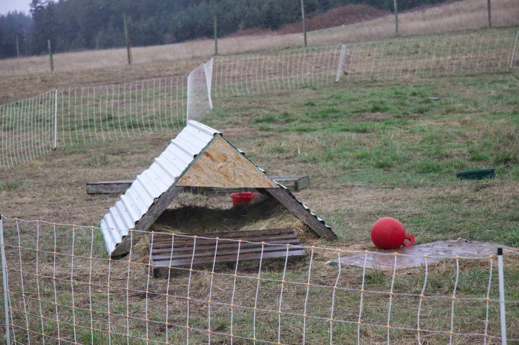 Cooper lives outside full-time and a has a small shelter in his pen.