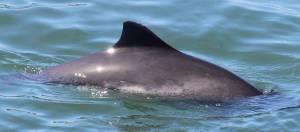 Photo provided
Comet the harbor porpoise surfaces near Burrows Pass.