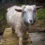 Daisy the pygora goat also lives at Aliento Luxury Fiber Farm in Clinton. (Photo by David Welton)