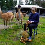 Spinning the different animal fibers together creates a unique blend of yarn. (Photo by David Welton)