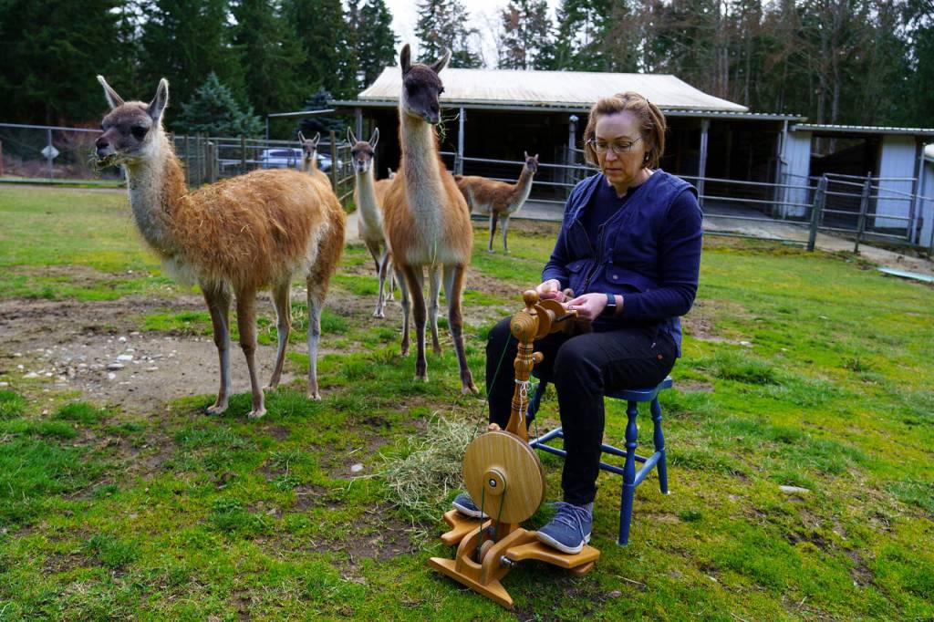 Spinning the different animal fibers together creates a unique blend of yarn. (Photo by David Welton)