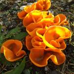 Aleuria aurantia (Photo by Heidi Hoelting)