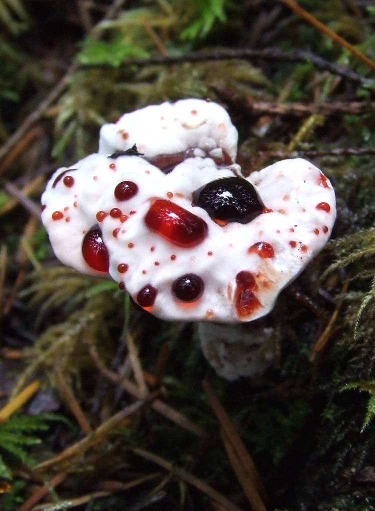Hydnellum peckii