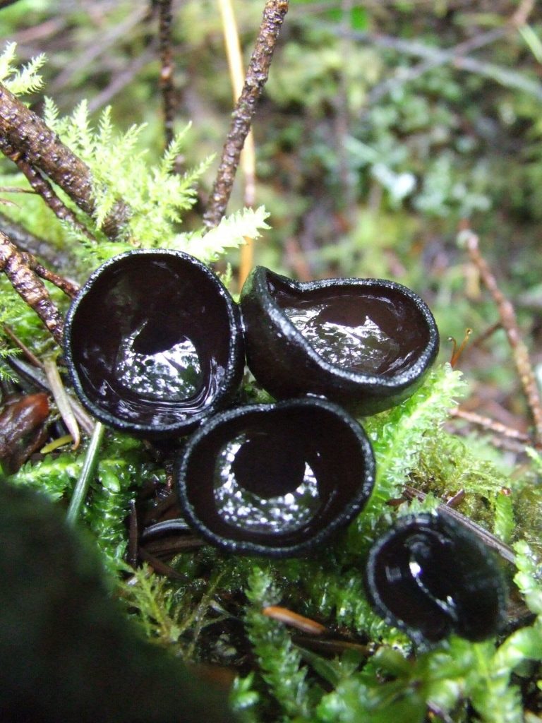 Pseudoplectoania vogesiaca. (Photo by Heidi Hoelting)