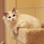 A ragdoll cat that was surrendered to WAIF is healthy after giardiasis treatment and tender loving care. (Photo by Jessie Stensland)