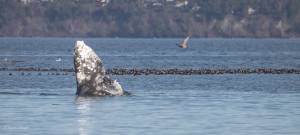 Photo by Rachel Haight
Fluke the gray whale takes a moment to feed.