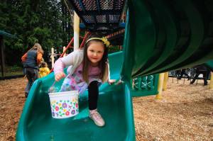 Photo by David Welton
A girl searches for Easter eggs during last year's event in Clinton.