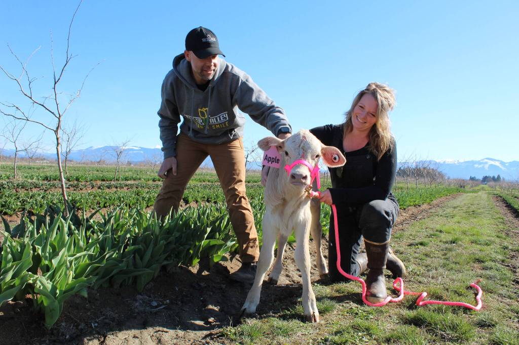 Andrew Miller of Tulip Valley Farms and Shannon Hamilton of Whidbey Farm and Market will collaborate to provide an interactive farm animal experience at this years Skagit Valley Tulip Festival. (Photo by Karina Andrew/Whidbey News-Times)