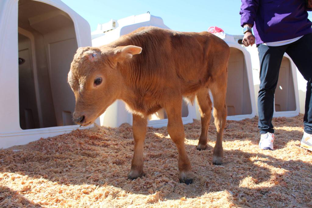 Skagit Valley Tulip Festival patrons will get the chance to cuddle and bottle feed six calves from Whidbey Island Farm and Market, who will be staying at Tulip Valley Farms for the duration of the month-long event. (Photo by Karina Andrew/Whidbey News-Times)
