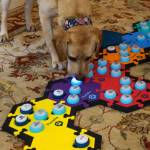 Poppy presses a button with her nose labeled luv u to express her feelings. (Photo by David Wel