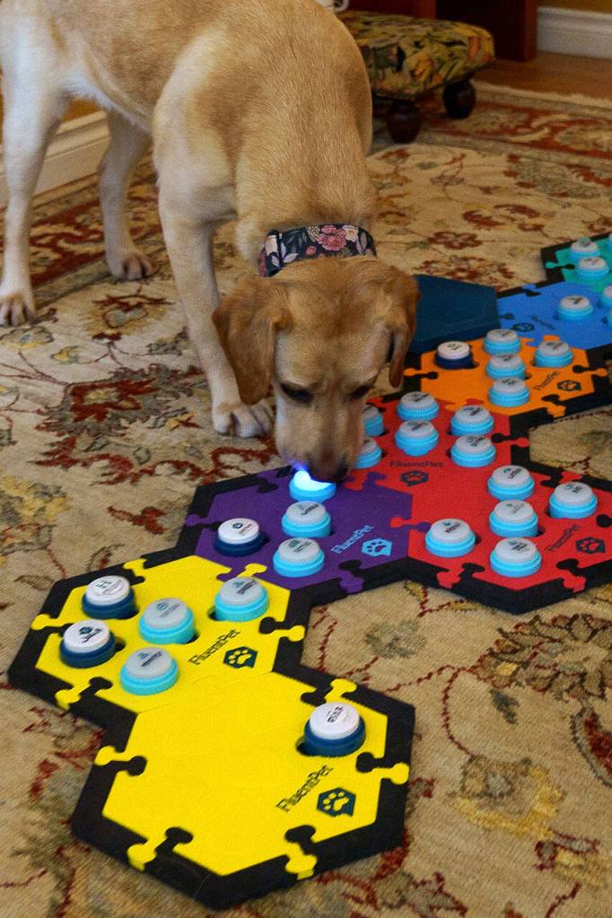 Poppy presses a button with her nose labeled luv u to express her feelings. (Photo by David Wel