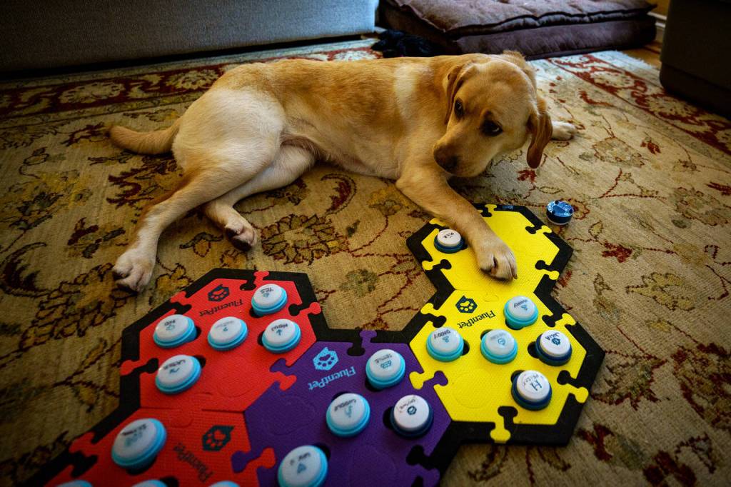 Poppy Seed Muffin, a yellow Labrador who lives in Langley, can communicate with humans by pressing a series of buttons that convey her needs, emotions and observations. (Photo by David Welton)