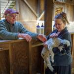 Ken and Nan Leaman care for a 2-day-old lamb. (Photo by David Welton)