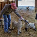 Ken Leaman bottle-feeds lambs. (Photo by David Welton)