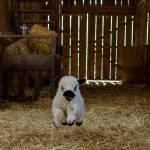 A young lamb frolics in a barn. (Photo by David Welton)
