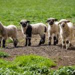 Lambs enjoy the sunshine on Wild Rose Farm. (Photo by David Welton)