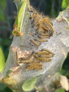 Photo by Jessie Stensland