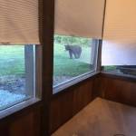 A North Whidbey resident captured this photo of a bear Wednesday evening in the Strawberry Point area. (Photo provided)