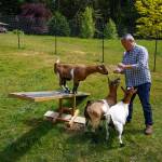 Peanut the goat enjoys balancing on a teeter totter.