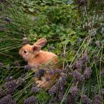 By David Welton
A Langley bunny hangs out in the lavender.