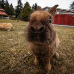 Photo by David Welton
A multitude of feral rabbits live in Langley, particularly on the fairgrounds.
