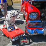 Spot, the Dalmatian driver, poses on his pedal car next to Michael Harris 1956 Chevrolet Bel Air Sport Coupe. (Photo by Luisa Loi)
