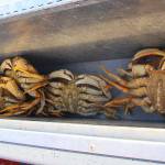 Mark Aquinos July 6 harvest. (Photo by Luisa Loi)