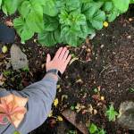 Oak Harbor police photo
The city animal control officer photographed a bear print in the area the animal was seen.