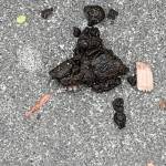 Police bear poop photo