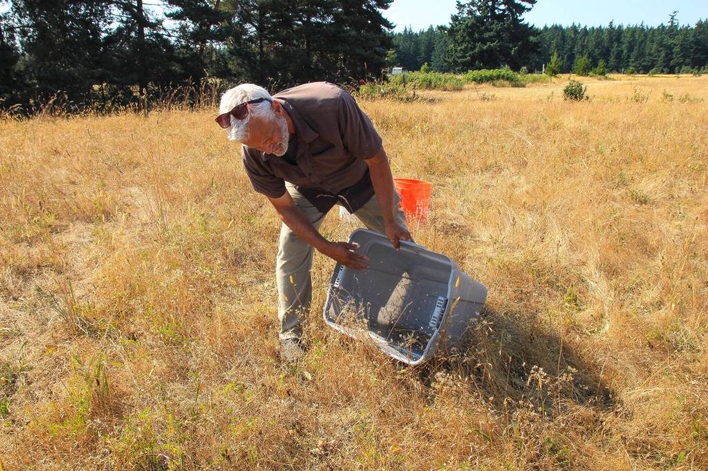 Pelant slaps seeds into a bucket. (Photo by Luisa Loi)