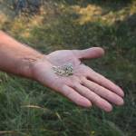 Pelant shows spring gold seeds. (Photo by Luisa Loi)